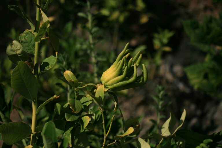 a close up of a flower on a plant