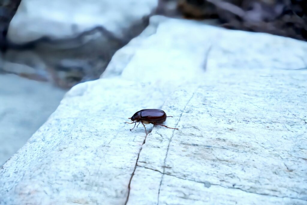 A bug crawling on a rock in the snow