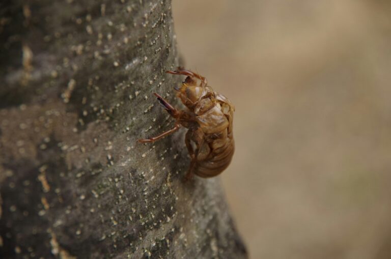 Kleine braune Käfer in der Wohnung: Ursprung und Bekämpfung a close up of a bug on a tree