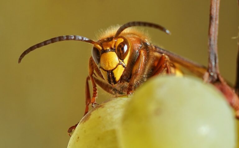 Hornissen vertreiben mit Essig: Das sollte man beachten brown and black insect on green round fruit