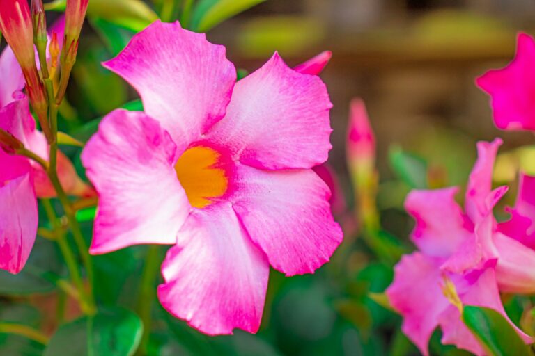 Close-up of bright pink flowers with yellow centers.