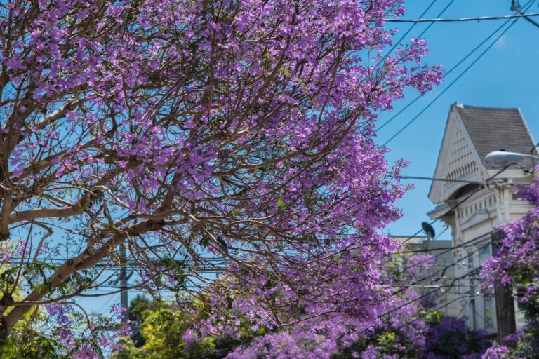 Blauglockenbaum Wurzelsperre – Violett blühender Blauglockenbaum im Garten neben einem Wohnhaus