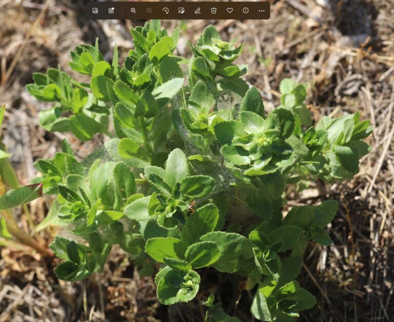Fette Henne umpflanzen – Hylotelephium telephium Staude im Garten