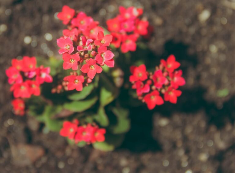 Kalanchoe wächst nur in die Höhe – blühende Kalanchoe Pflanze im Topf