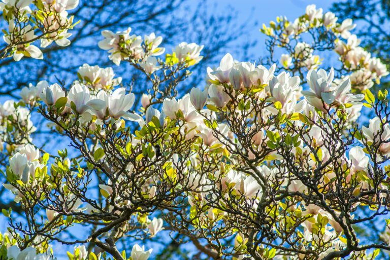 Magnolie schneiden – blühender Magnolienbaum im Garten