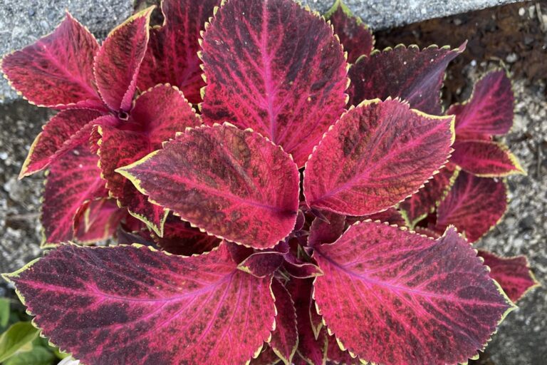 Buntnessel überwintern – leuchtend rote und lila Buntnessel-Blätter mit gelben Rändern