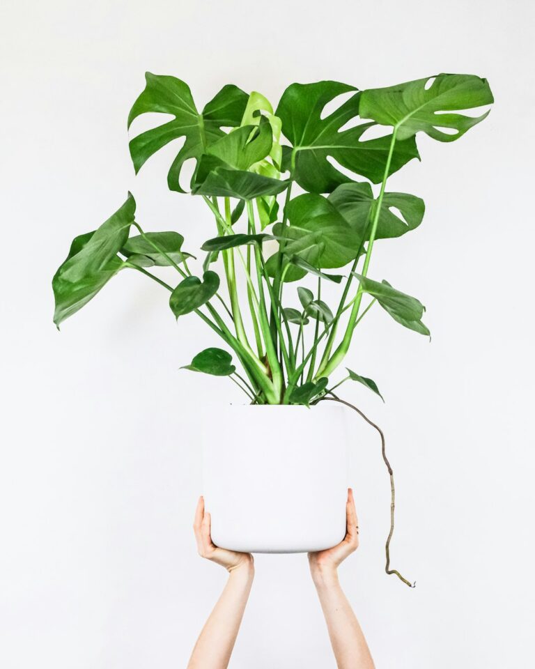Monstera bekommt braune neue Blätter Monstera braune Blätter – Monstera Pflanze mit Blattverfärbung