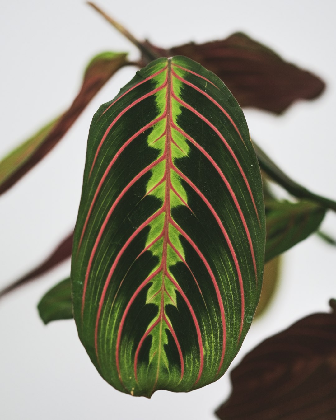 Monstera braune Blätter – Pflege und Ursachen