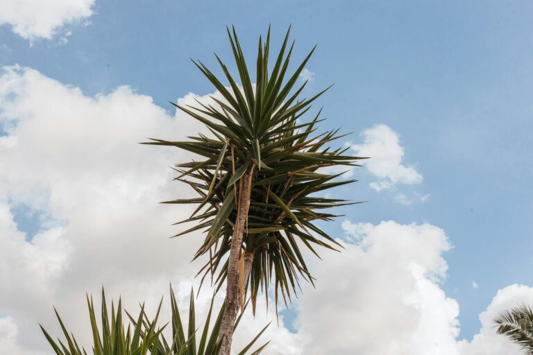 Palmlilie blüht nicht – Yucca Palmlilie im Garten