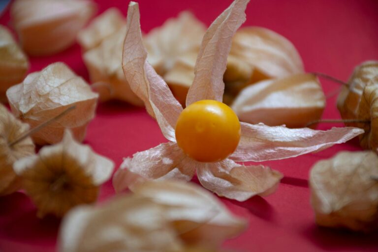 Physalis nachreifen lassen: So funktioniert es Physalis nachreifen lassen – Physalis Früchte mit Hülle