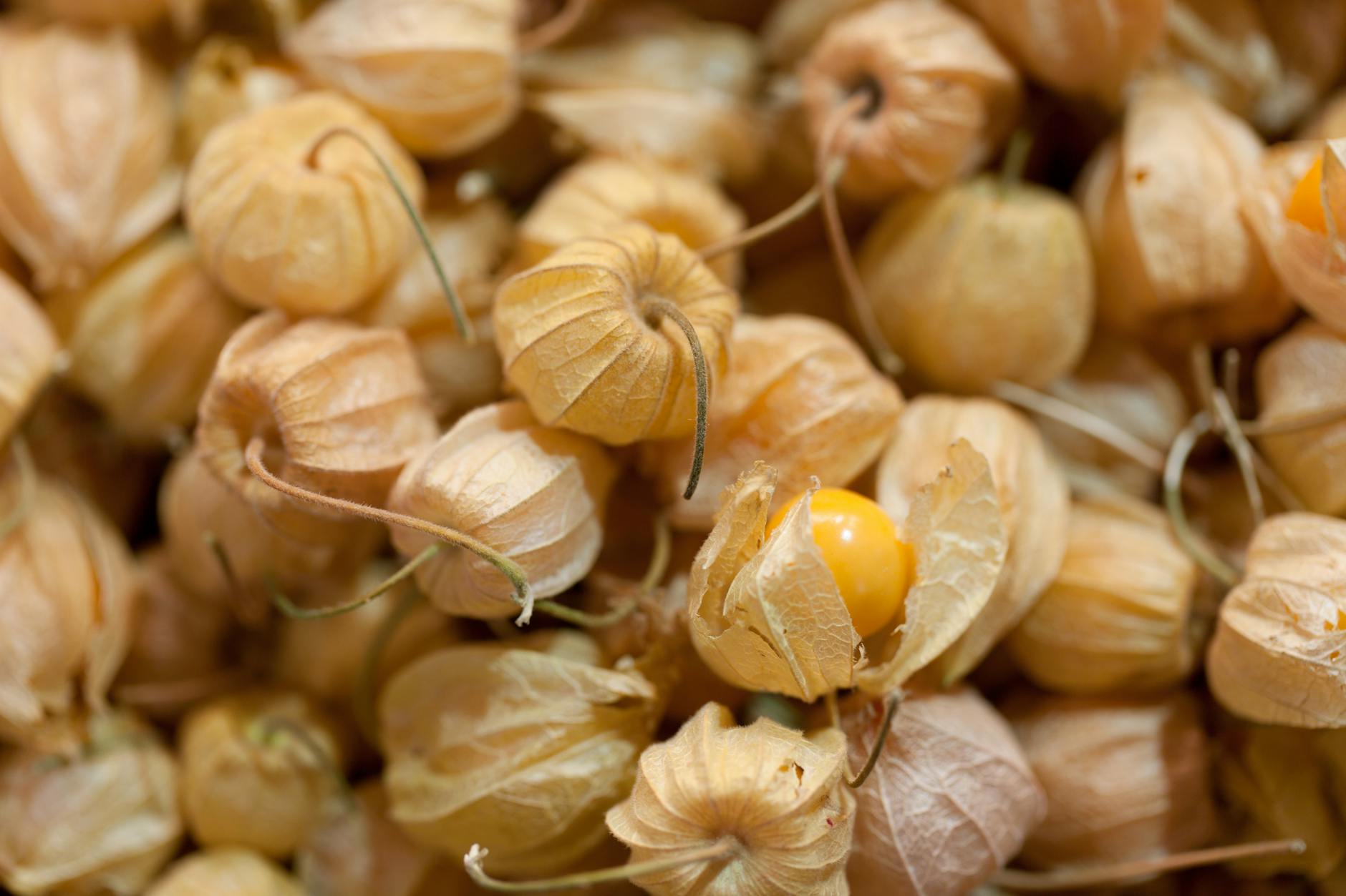 Physalis nachreifen lassen – goldene Physalis mit Hülle
