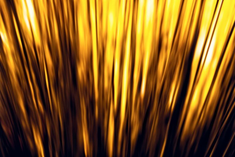 Schilfrohrmatte befestigen ohne Zaun – goldenes Schilfgras im Wind