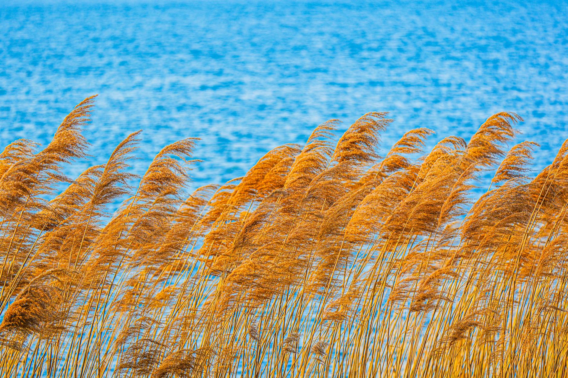 Schilfrohrmatte befestigen – goldenes Schilfgras am See im Sonnenlicht