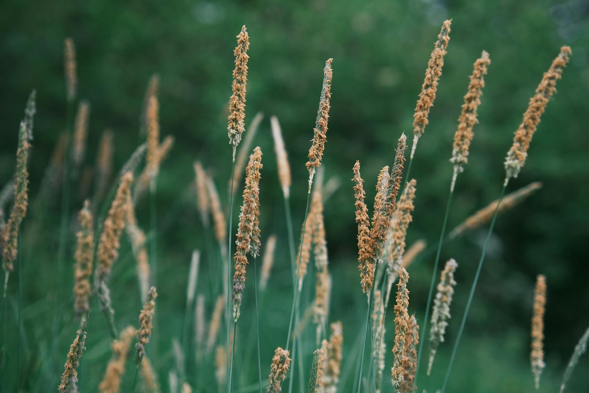 Wiesenschleppe selber bauen – Detailansicht Fuchsschwanzgras in Wiese