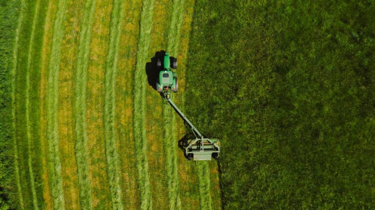Rasen vertikutieren – gemähter Rasen mit Streifenmuster