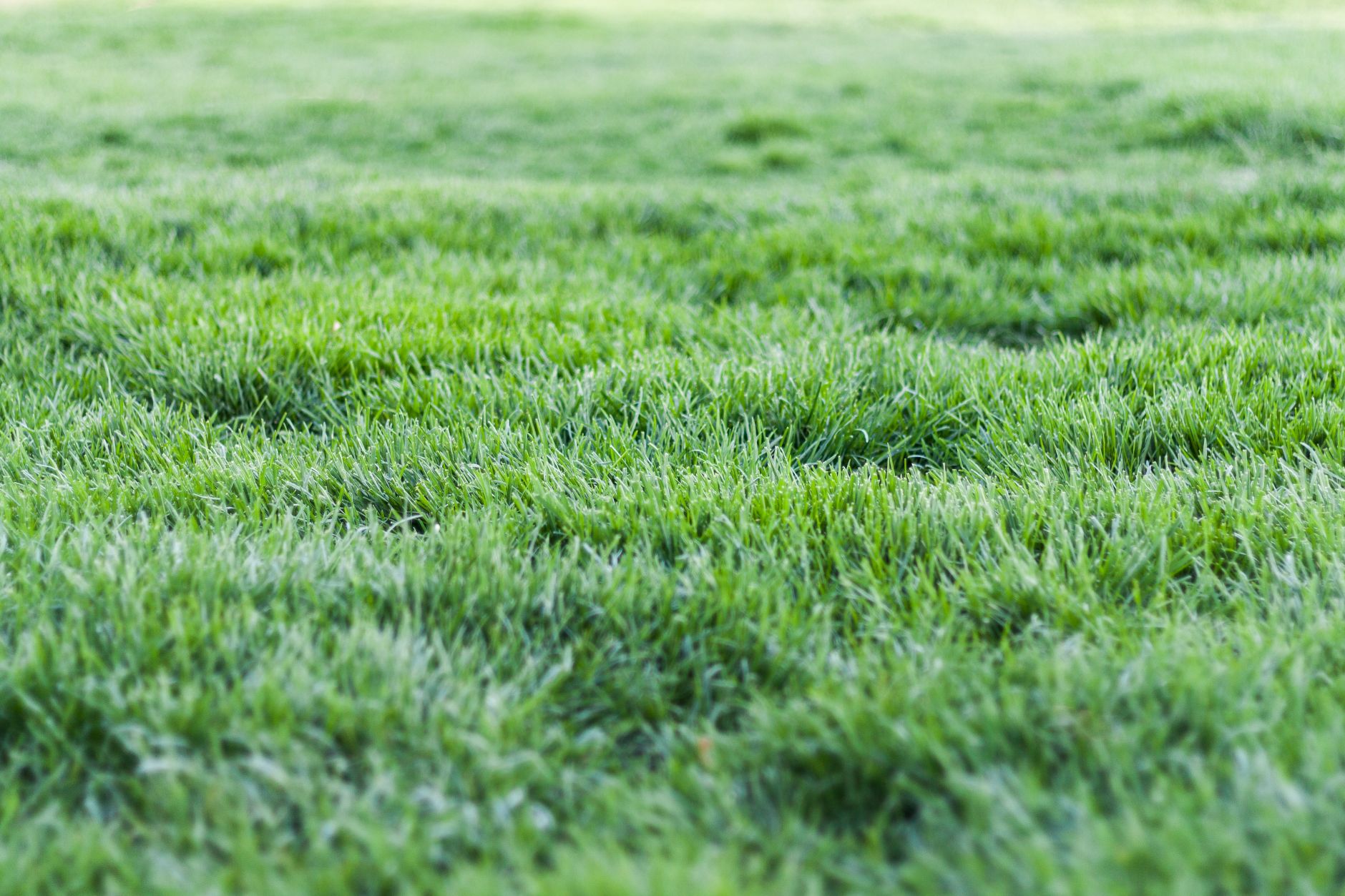 Rollrasen verlegen – dichte, frische grüne Rasenfläche nach dem Anwachsen